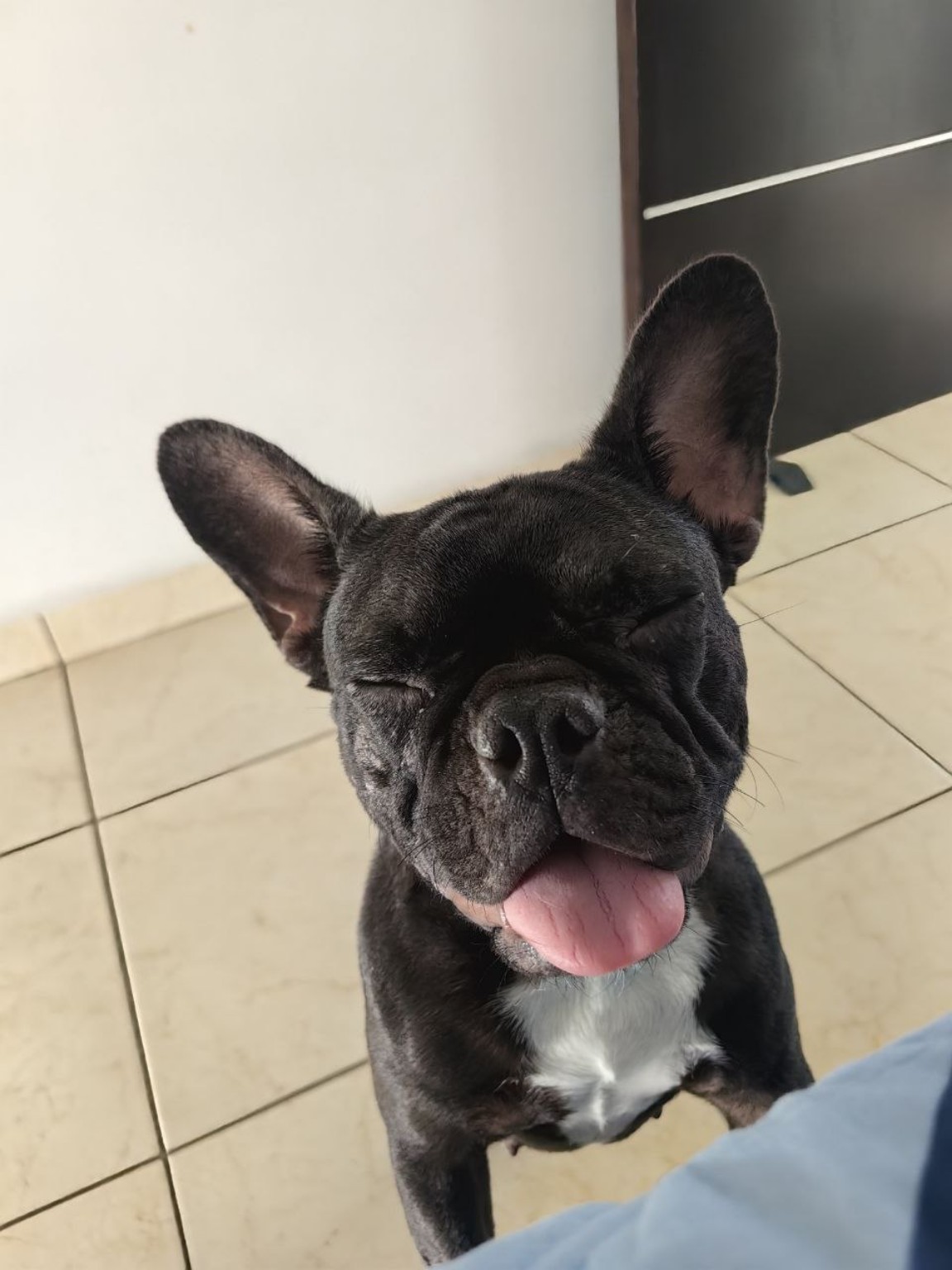 Perrito feliz